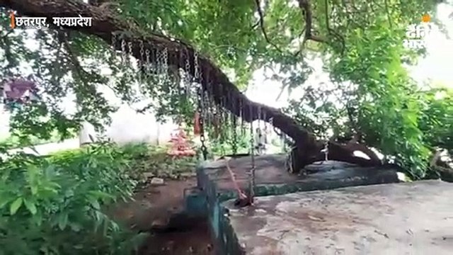 छतरपुर में मन्नत पूरी होने पर पेड़ में लगाते हैं लोहे की सांकल; लोगों ने कहा- हर मुराद पूरी होती