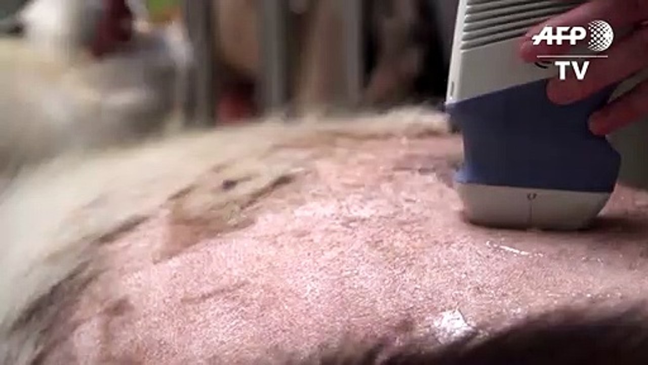 Berliner Pandadame Meng Meng ist trächtig