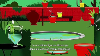 Dailymotion Video : Tout Savoir Sur le Moustique Tigre