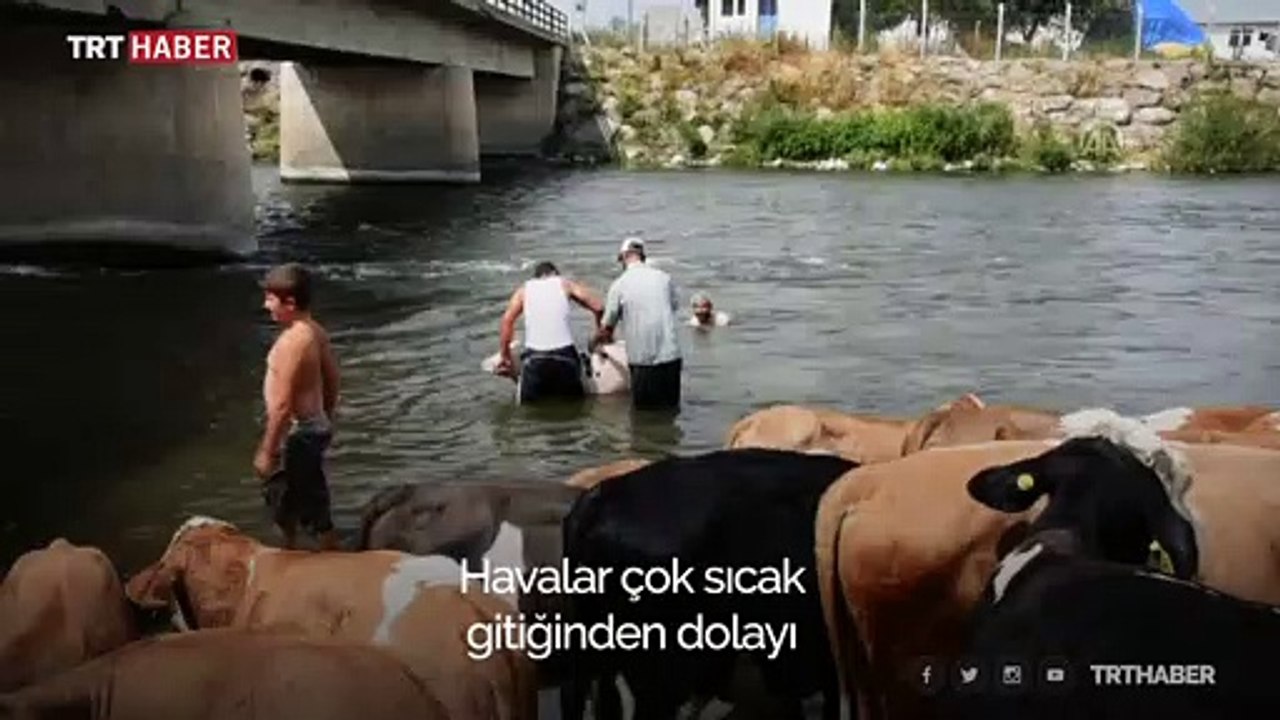 Hayvanlarının serinlemesi için ellerinden geleni yapıyorlar