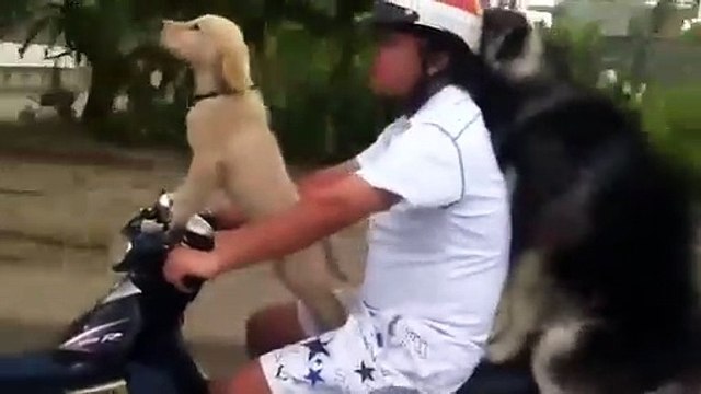 Check out these cool two dogs riding on motorcycles and sidecars