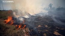 شاهد: ثعابين الأمازون الناجية من جحيم الحرائق