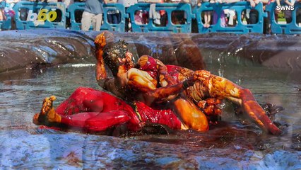 The Annual Gravy Wrestling Championship is Something You Need to See to Believe