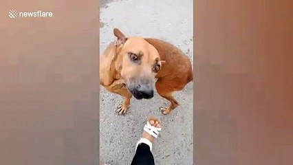 Clever dog fakes broken leg to get attention from passersby