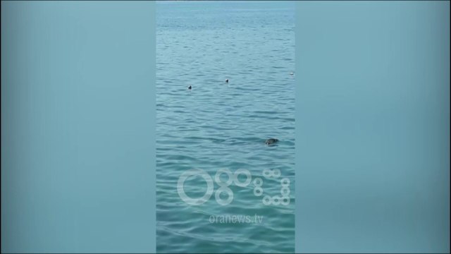 RTV Ora - Fokat pushtojnë plazhin e Radhimës