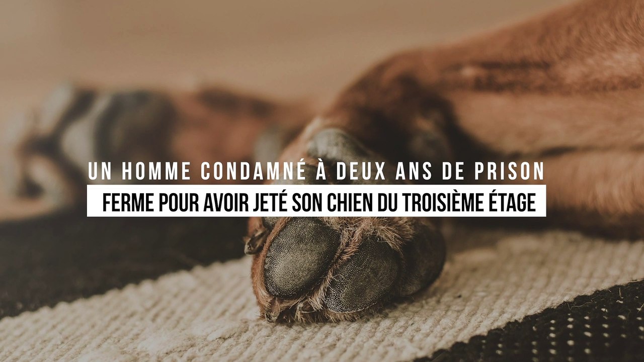 Un homme condamné à deux ans de prison ferme pour avoir jeté son chien du troisième étage
