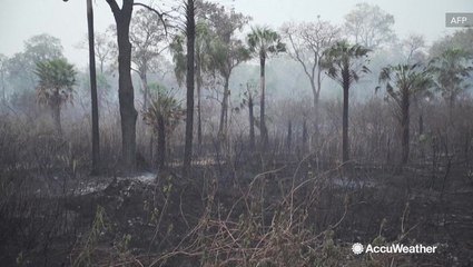 Wildfire burns through more than 90,000 trees in 10 days