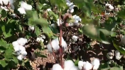 Araban Ovası'nda pamuk hasadına başlandı