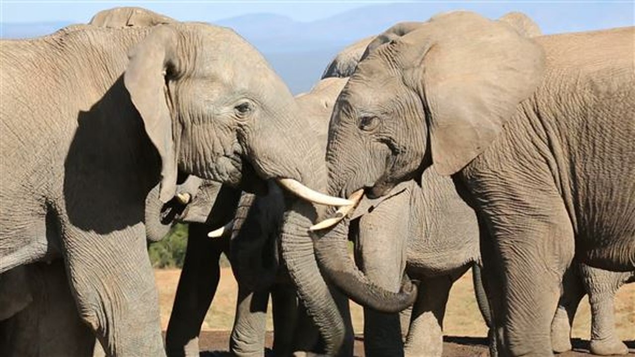 Stoppt den Elfenbeinmarkt