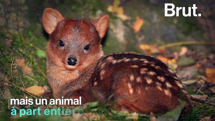 Le pudu, le plus petit cervidé au monde