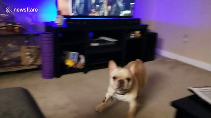 French bulldog freaks out at sight of owner's back massager at their Missouri home