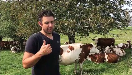 Nicolas Bucher, agriculteur à Écurcey évoque la vache Montbéliarde