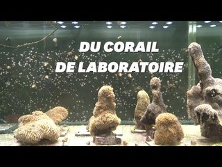 Du corail de l'Atlantique recréé en laboratoire pour sauver les mers