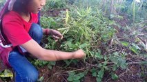 Grandpa village || Harvesting corn, gilling in traditional way. Eating delicious