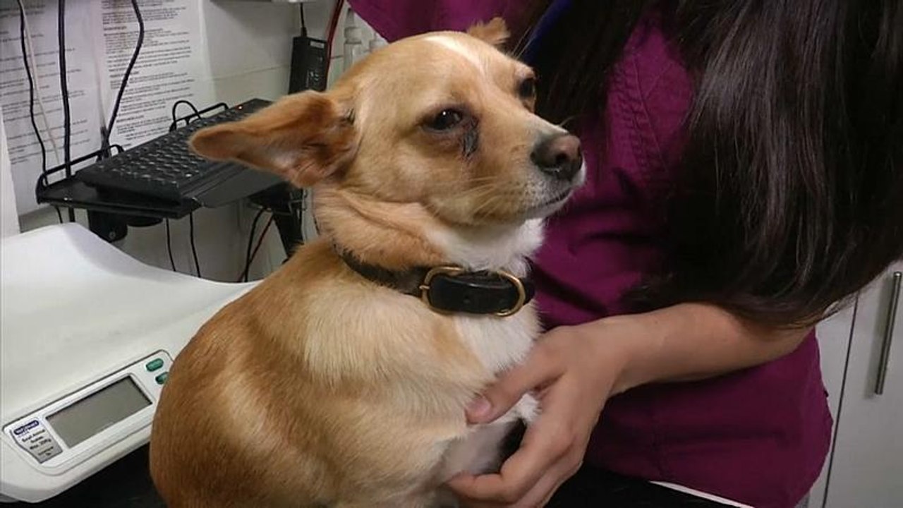 Brexit: Schlamassel für Hunde