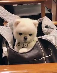Ce chiot adore se mettre au confort dans son sac de voyage. Craquant !