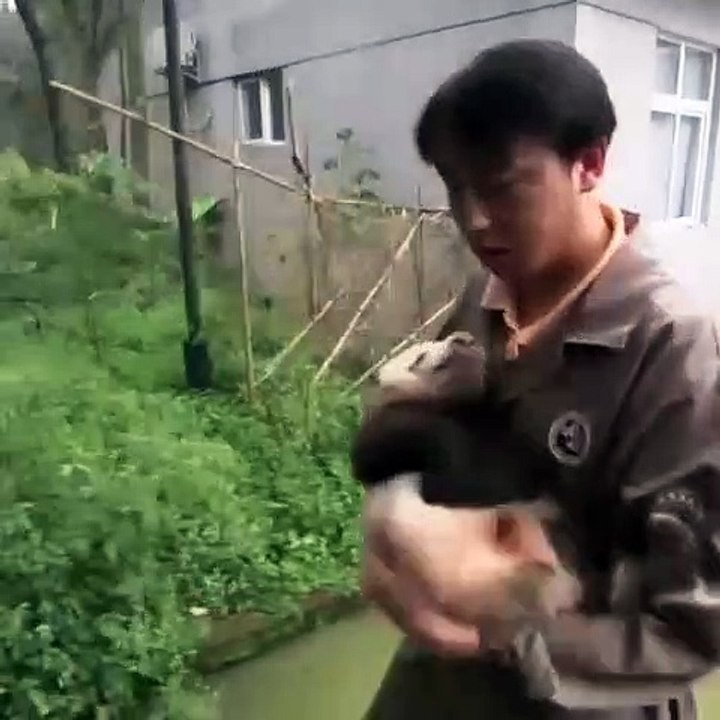 Le meilleur job du monde est de prendre soin des bébés pandas. Trop mimi !