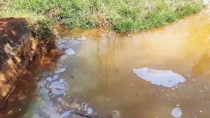 Aparente poluição no Lago Municipal preocupa visitante