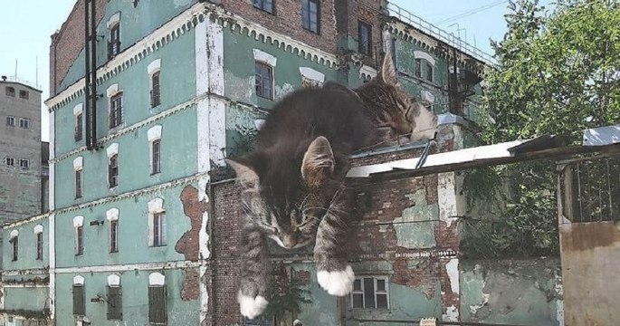 Cet homme crée des images qui montrent comment serait la Terre si les chats étaient beaucoup plus gros !