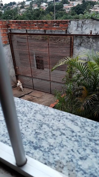 Clever Canine Gets Caught Making Escape
