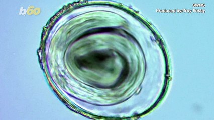 Cougar Dung Dating Back 17,000 Years Contains Oldest Parasite DNA of Its Kind