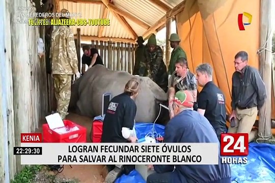 Kenia: científicos podrían salvar a rinoceronte blanco de la extinción