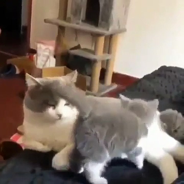 Cette chatte est très drôle avec son petit. Regardez ce qu'elle fait !