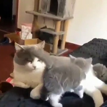 Cette chatte est très drôle avec son petit. Regardez ce qu'elle fait !
