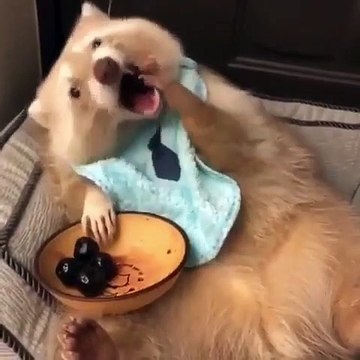 Ce Raton-Laveur albinos vit sa meilleure vie et déguste de bons aliments. Adorable !