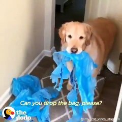 Ce labrador ne veut pas jouer sans son sachet plastique. Trop chou !