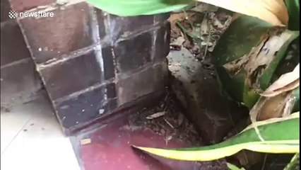 Insane moment wasp paralyzes huge Huntsman spider in Australia and DRAGS it away