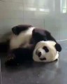 Le réveil est toujours dur pour bébé panda. Regardez le !
