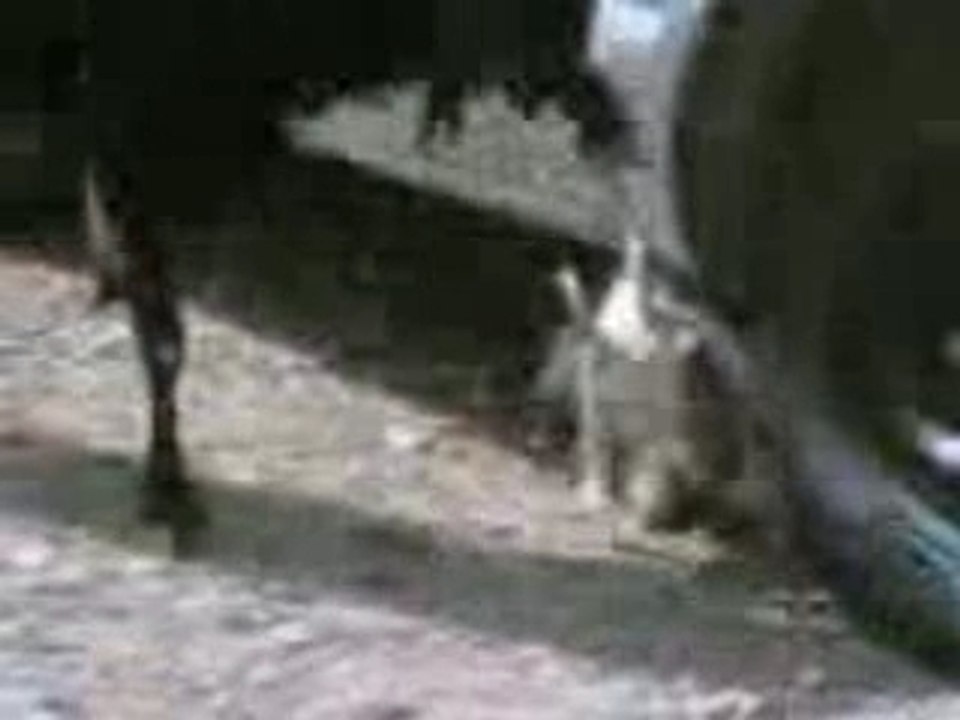 MAAZA(1)