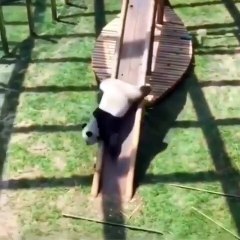 Quand u n gros panda joue dans un parc. Hilarant !