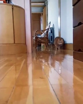 Trop drôle ! Ce chat roux adore marcher lentement.