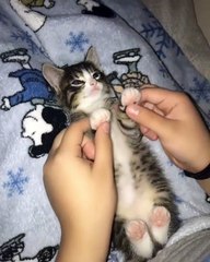 Adorable ! Admirez ce chaton qui fais du breack dance.