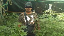 Cártel de Tláhuac tenía plantíos de marihuana en CdMx