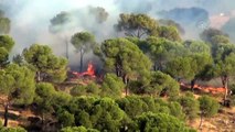 Ayvalık'ta ağaçlık alandaki yangın söndürüldü