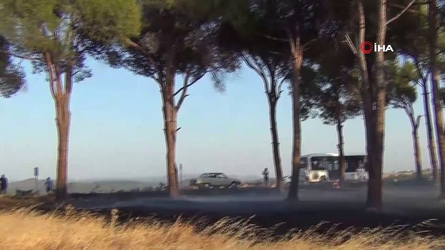 Sigara izmariti ormanı yaktı