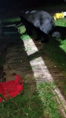 Guy Guards Garbage From Bear