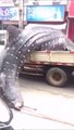 Des thaïlandais transportent un enorme requin-baleine sur un camion