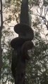 Ce serpent python utilise une technique incroyable pour grimper aux arbres