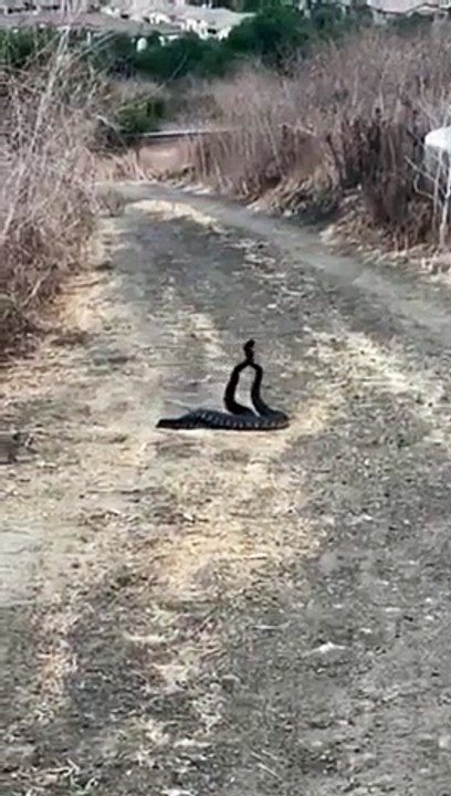 Il croise 2 serpents à sonnette qui dansent au milieu de la route