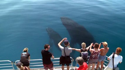 Download Video: Une baleine et son petit viennent dire bonjour à des touristes