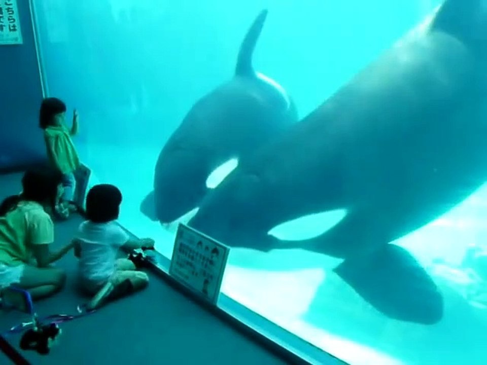 Ces 2 orques ont vraiment envie de jouer avec ces peluches orques