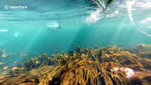 Incredible moment UK kayaker surprised by friendly pod of Atlantic grey seals