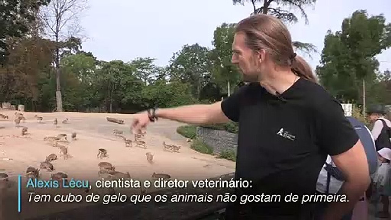 Comida Congelada