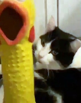 Cette chatte et son coq en peluche sont trop marrants. A voir !