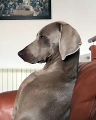 Un chien très fatigué qui lutte contre le sommeil d'une drôle de manière. A voir !