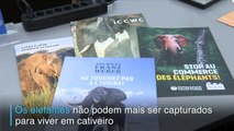 Elefantes livres